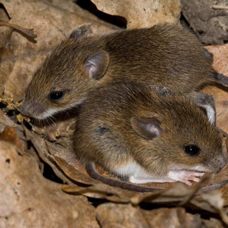 Уничтожения мышей в частном доме в Набережных Челнах?