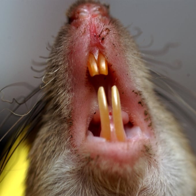 Дератизация крыс в Набережных Челнах?